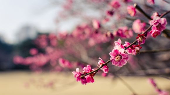 怎么申请去俄罗斯留学大学